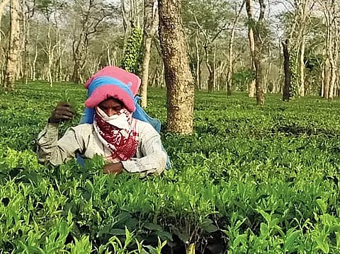 Tea labourers stage protest in Demow