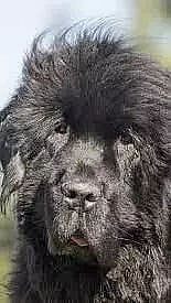 15 Big Dog Breeds That Are Basically Giant Teddy Bears