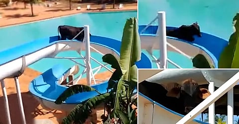 Cow escapes from slaughterhouse, enjoys slide at waterpark in Brazil
