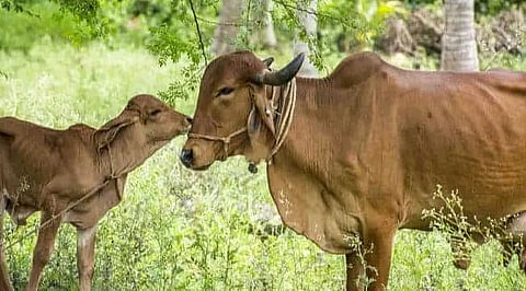 Gujarat's gir cows brought to Gorukhuti farm