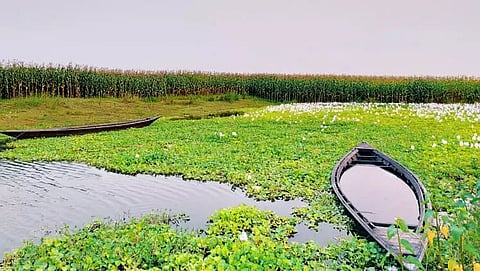 NGO to monitor the eco-sensitive aspects of Deepor Beel
