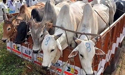 Cattle Transportation in Assam Districts Along International Border Banned