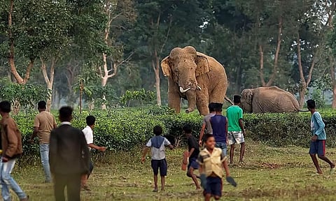 Tinsukia Man Trampled to Death by Wild Elephant