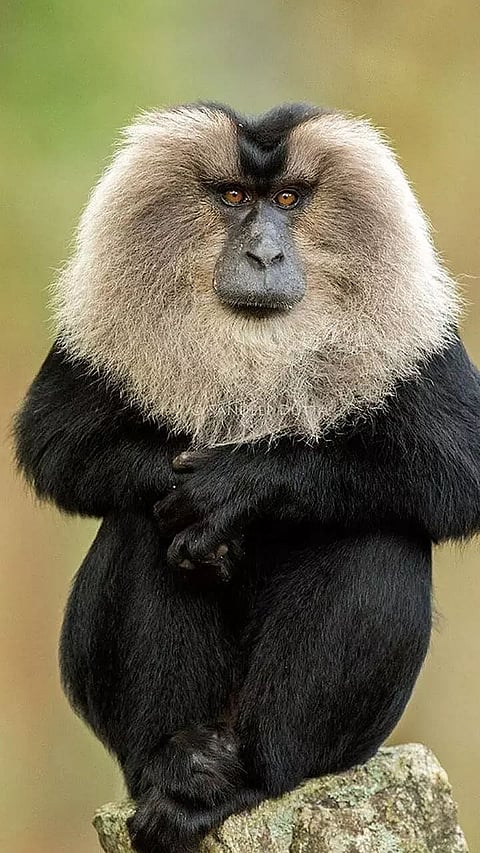 10 Wildlife Species You Can only Find in India