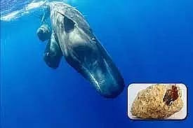 Sperm Whale vomit worth Rs 4 crore seized
