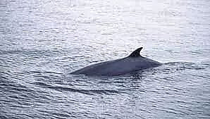 Bangladesh declares marine protected area