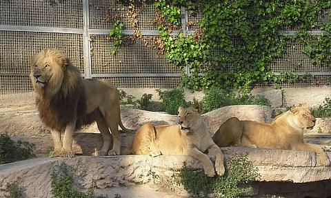 Assam To Have Open Space Zoo In Silchar, Visitors Will Take Safari Rides To Watch Animals