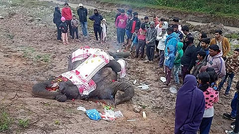 Wild jumbo dies after being hit by train; another injured in Palasbari