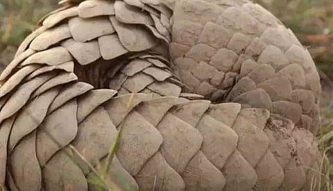 Pangolin scales emerging as rhino horn substitute