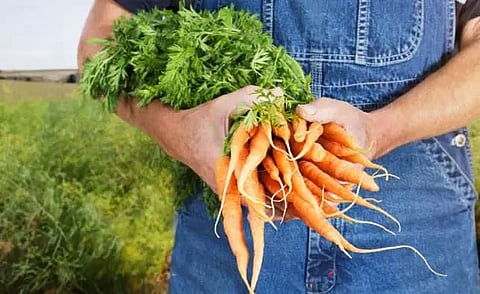Holistic benefits of organic farming