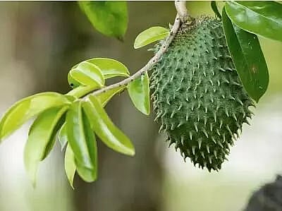 Most effective herbs to prevent cancer