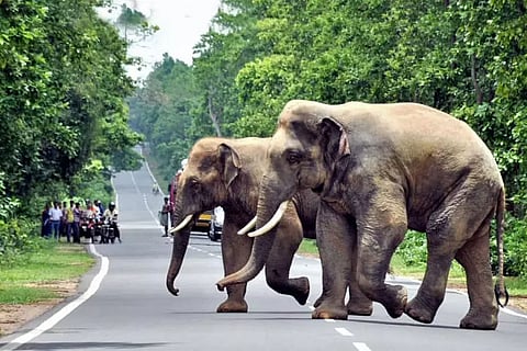 Forest Dept. Deploys Two Elephants From Kaziranga To Chase Away Rhinoceros In Majuli
