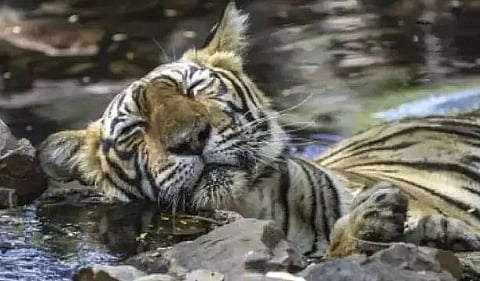 Protecting tigers from poachers