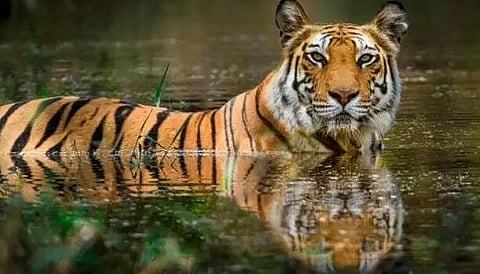 Wildlife crimes on the rise, fund allocation on the decline