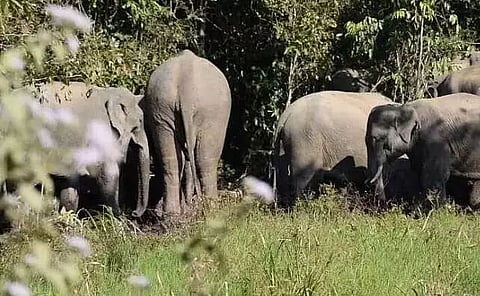 Saleki a Reserve Forest Now, Notification Issued