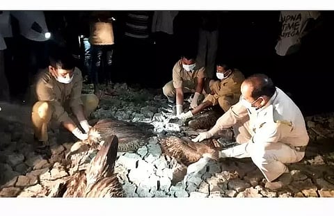 Assam: Carcasses of Nearly 100 Endangered Vultures Found Near Guwahati