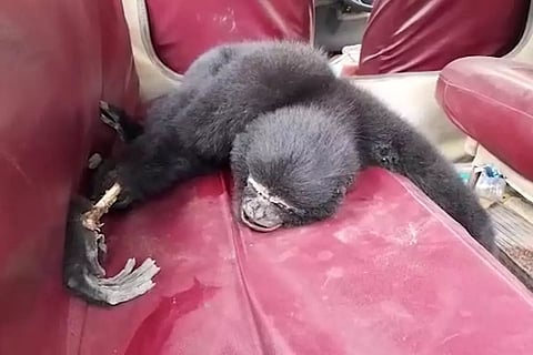 Forest Officials Rescue Injured Hillock Gibbon In Assam's Kamrup
