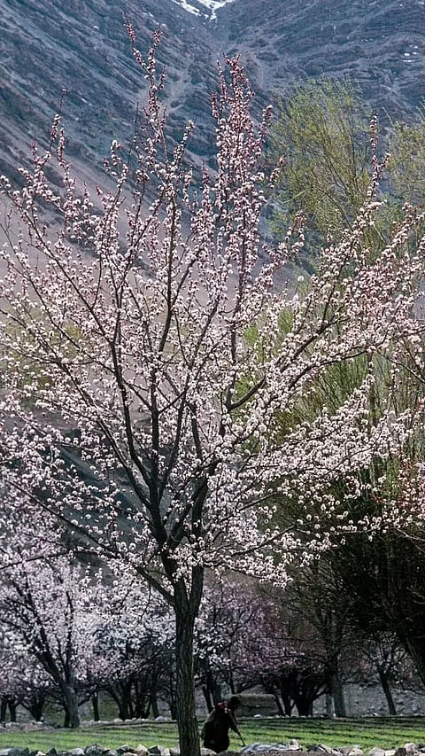 Apricot Blossom Festival In Ladakh In April 2022