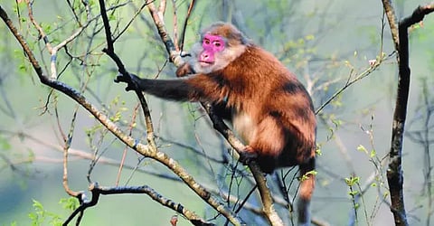 Rare white-cheeked macaque spotted in Arunachal Pradesh