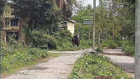 Wild elephant causes panic in Jagiroad
