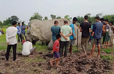 Elephant found dead in Sootea
