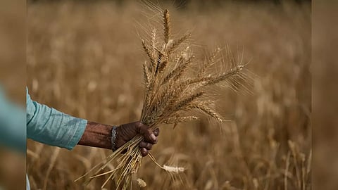 Centre asks states, UTs and FCI to continue wheat procurement