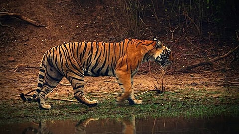 Male tigers from Bangladesh hunt for mates in Sundarbans