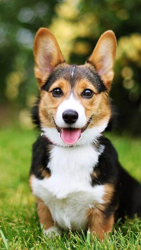Cutest Dog Breeds to Keep as Pets