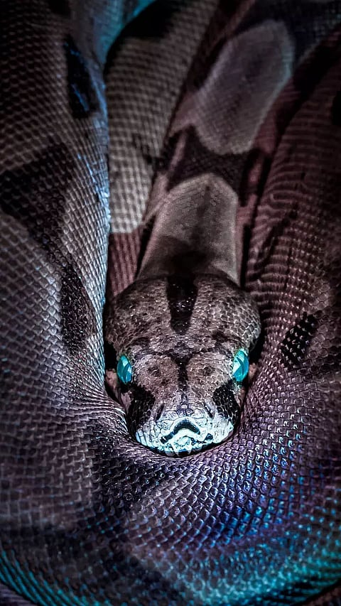 8 Strongest SNakes in the world