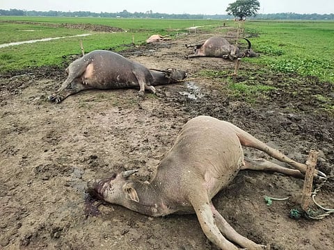 Lightning strikes four buffaloes in Sivasagar