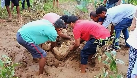 Elephant calf dies after falling into a mud pit in Rani area of Guwahati