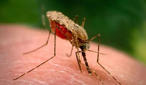 Malaria Vaccine: Why malaria vax quickly loses its protective effect