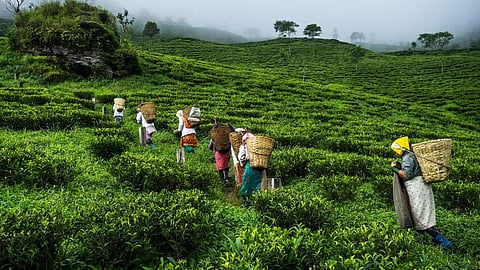 Uplift and political transition of the tea tribes