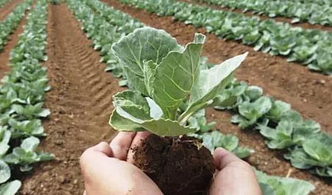 Natural farming: An emerging agroecological farming practice