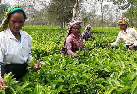 The stormy cup of Indian tea industry