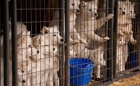 The harrowing truth of puppy mills in India