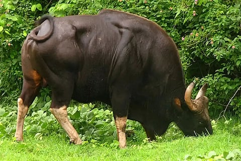 Device developed in Arunachal to track missing mithuns