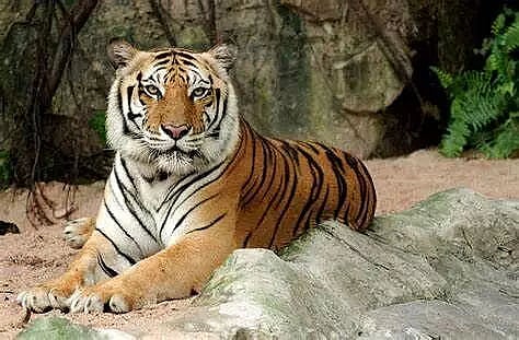 Tiger: Save the nation's pride