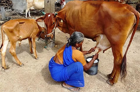 Cow is foundation of our economy