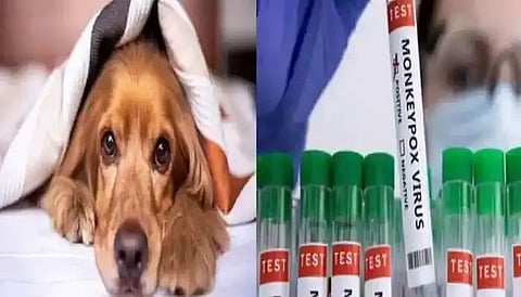Gay Couple's Dog Tests Positive For Monkeypox, Human To Animal Transmission Suspected