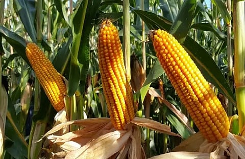 Cultivation of maize, mustard, moong to be promoted: ICAR