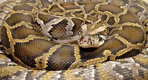 Burmese python rescued from Hatizan- Daodhara village in Baska district