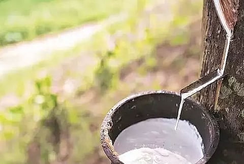 Making Northeast the new hub for rubber
