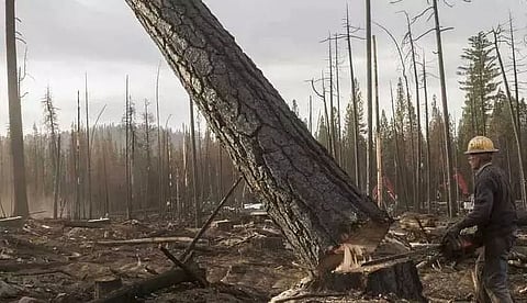 Cut the trees, face the heat