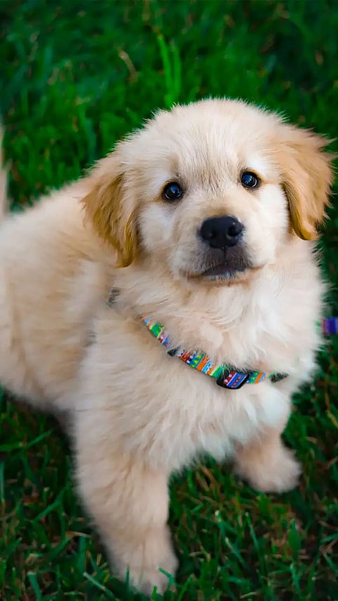 International Dog Day 2022: Most Cute And Adorable Dog Breeds