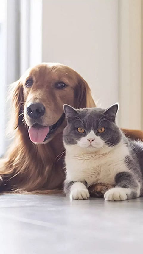 Lessons Your Pets Can Teach You