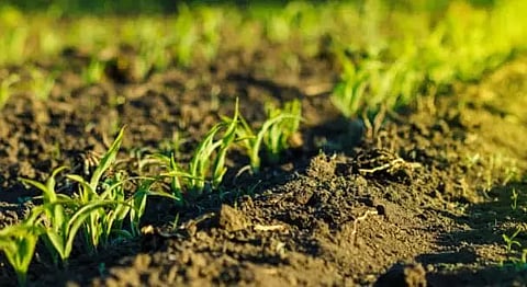 Experimental application of nano urea in agricultural fields in Sonitpur district