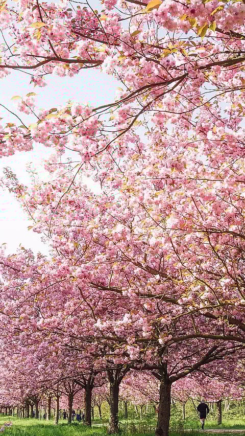 TOP INDIAN PLACES TO FIND CHERRY BLOSSOMS