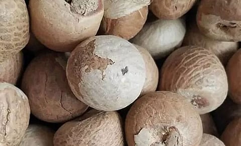 Burmese areca nuts seized at Guwahati Railway Station