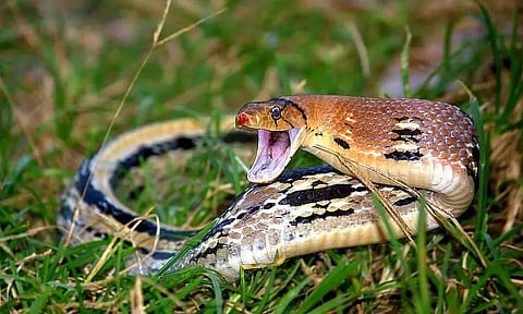 Assam Doctor Brings out a Model to Ensure Zero Snake Bite Deaths by 2024